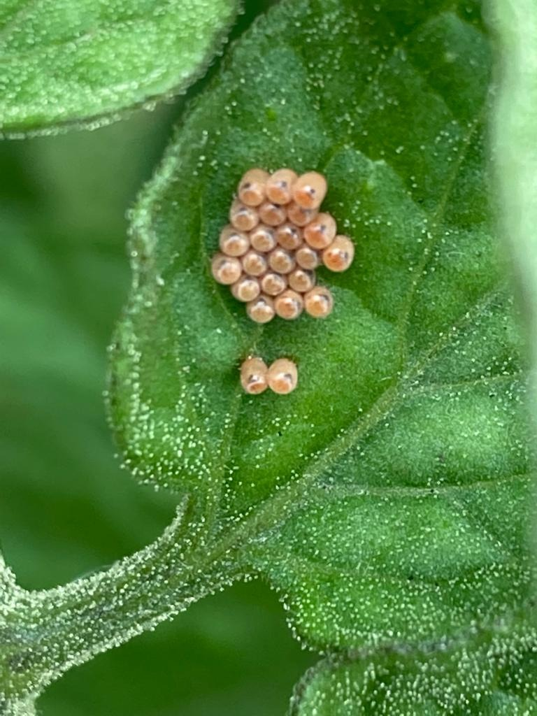 Whose eggs are on my tomato leaf? — BBC Gardeners' World Magazine