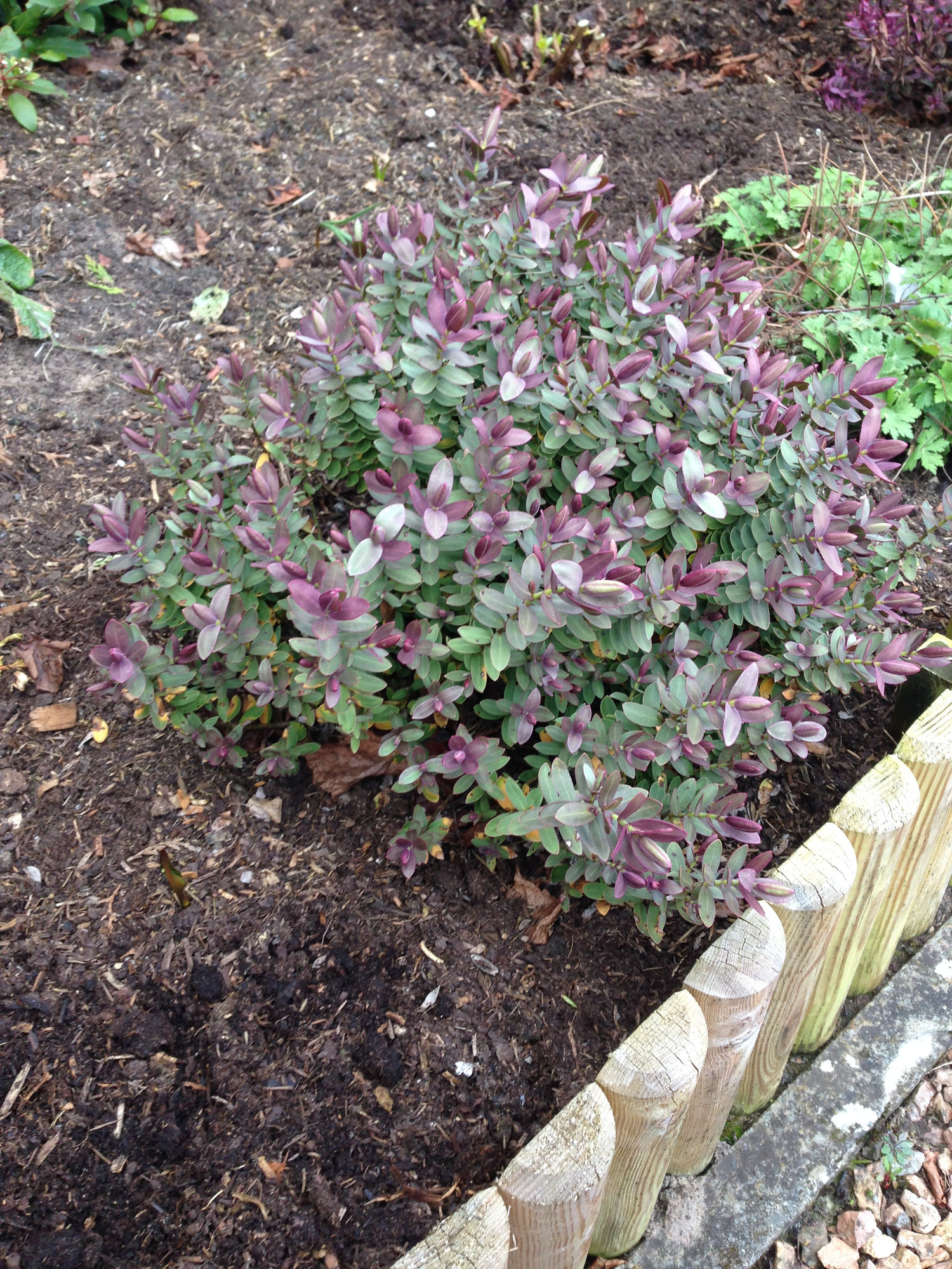 Prune hebe? — BBC Gardeners' World Magazine