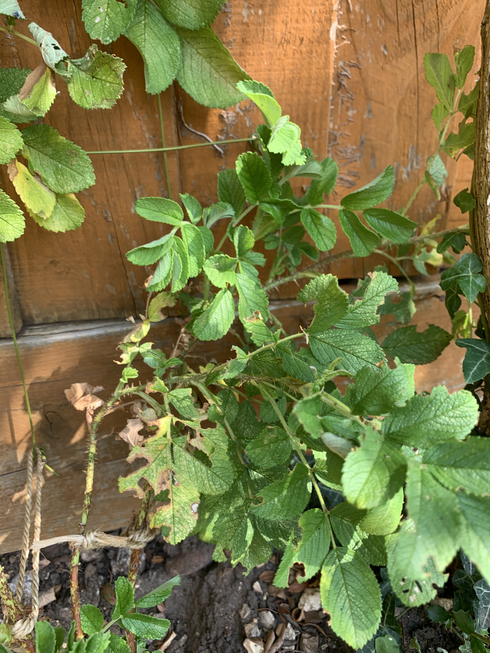 What is eating my plants?? — BBC Gardeners' World Magazine