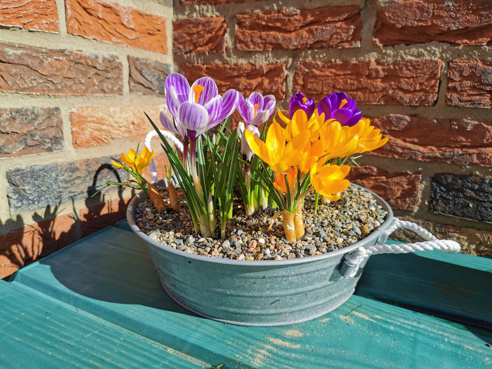What to plant in a shallow pot? — BBC Gardeners' World Magazine