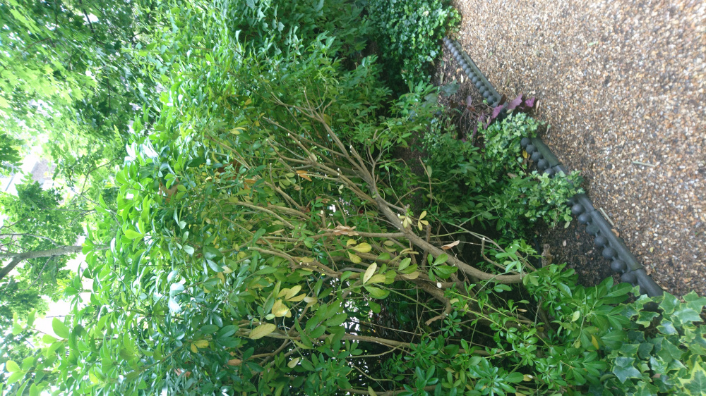 Choisya pruning. — BBC Gardeners' World Magazine