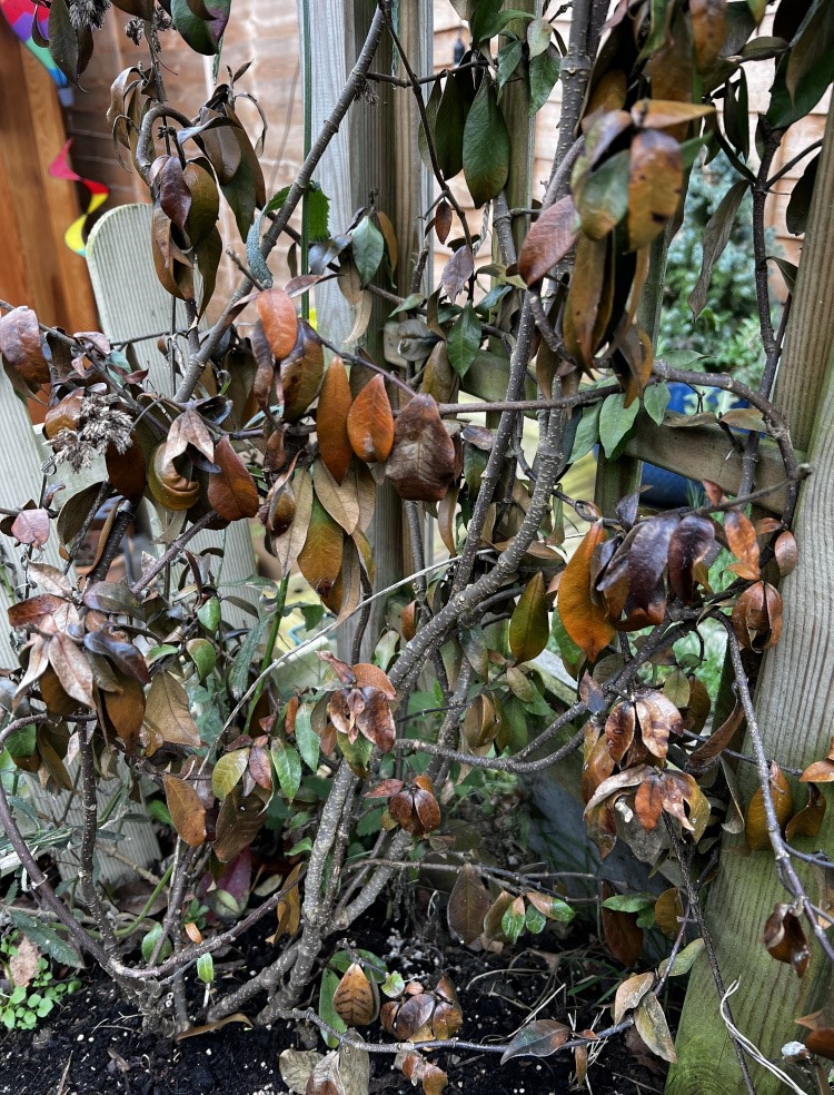 Star jasmine turning brown — BBC Gardeners' World Magazine