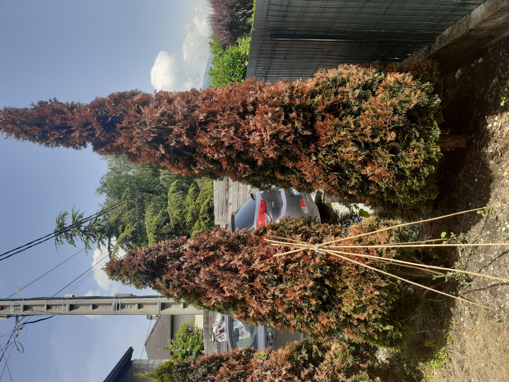 Fir trees dying — BBC Gardeners' World Magazine