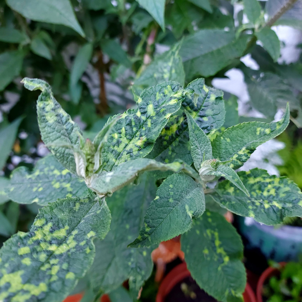 What is wrong with my buddleia? — BBC Gardeners' World Magazine