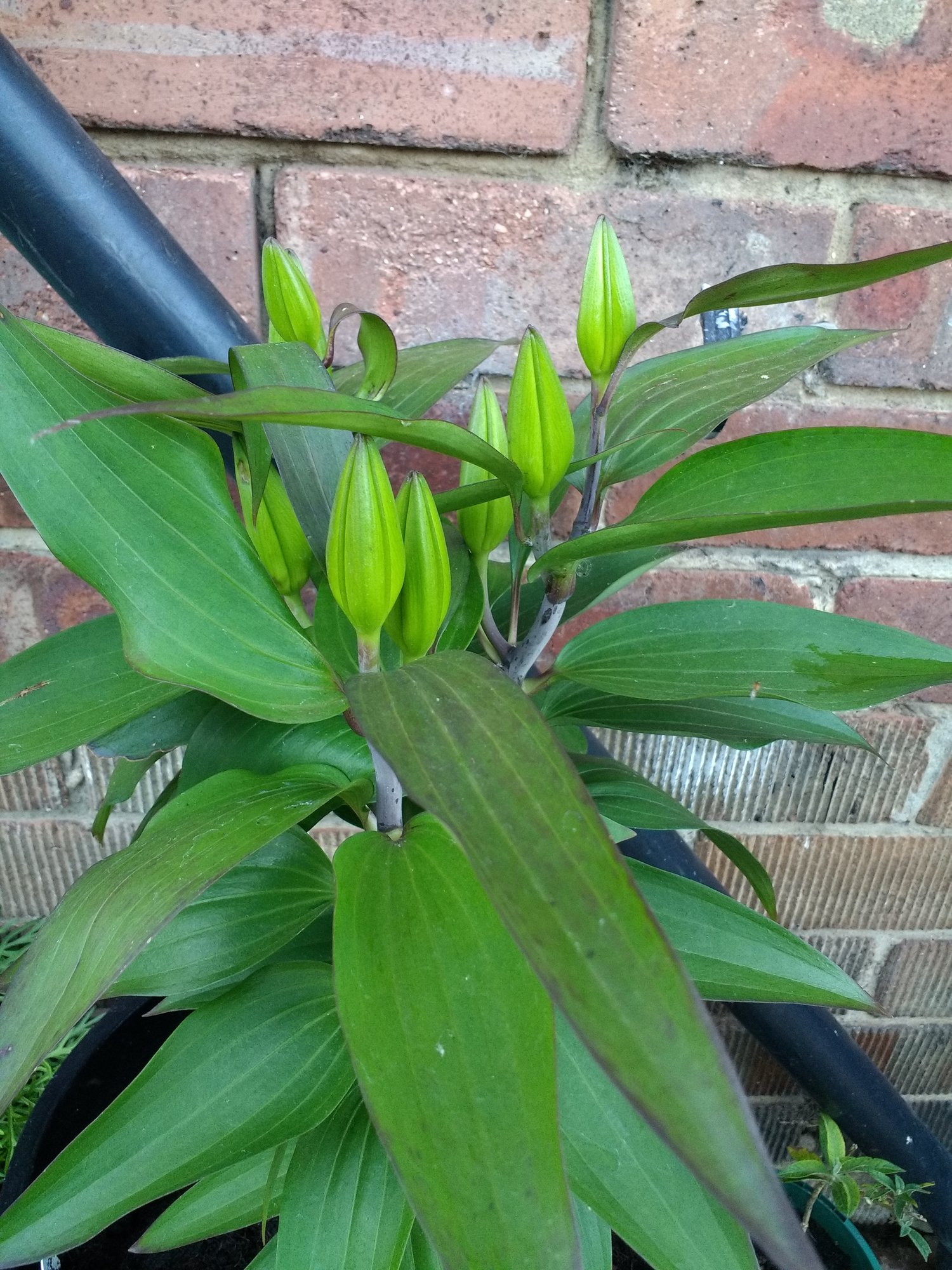 Lillies not flowering. — BBC Gardeners' World Magazine