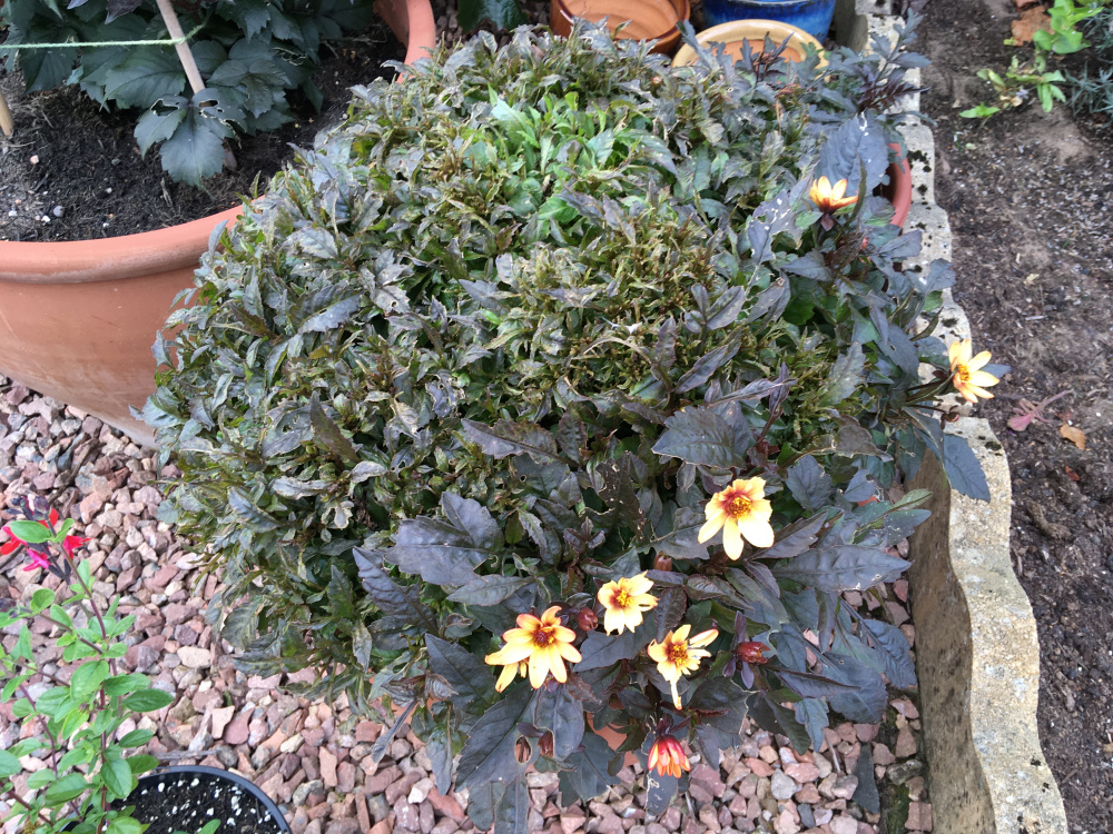 Deformed dahlia leaves/few flowers — BBC Gardeners' World Magazine