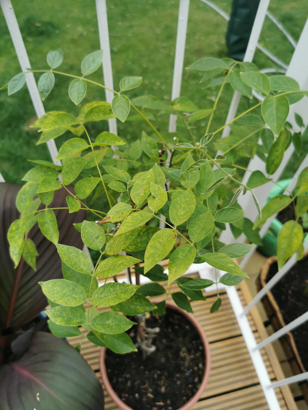 Why Are My Wisteria Leaves Yellowing Bbc Gardeners World Magazine