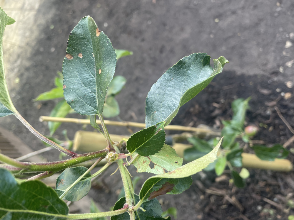 New apple tree help - brown spots on leaves — BBC Gardeners' World Magazine