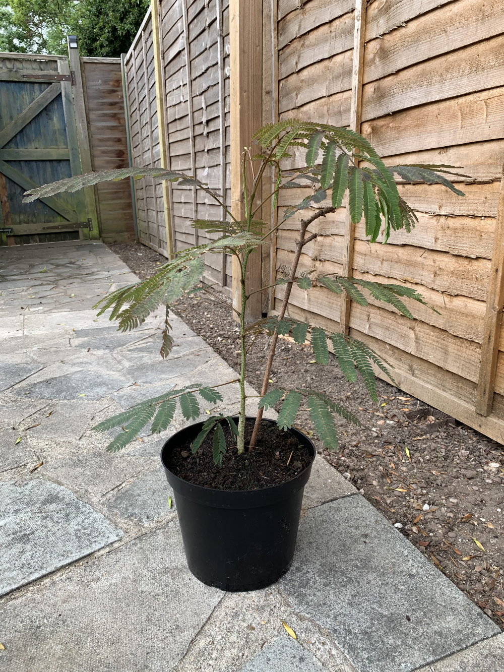 Mimosa vascular wilt — BBC Gardeners' World Magazine