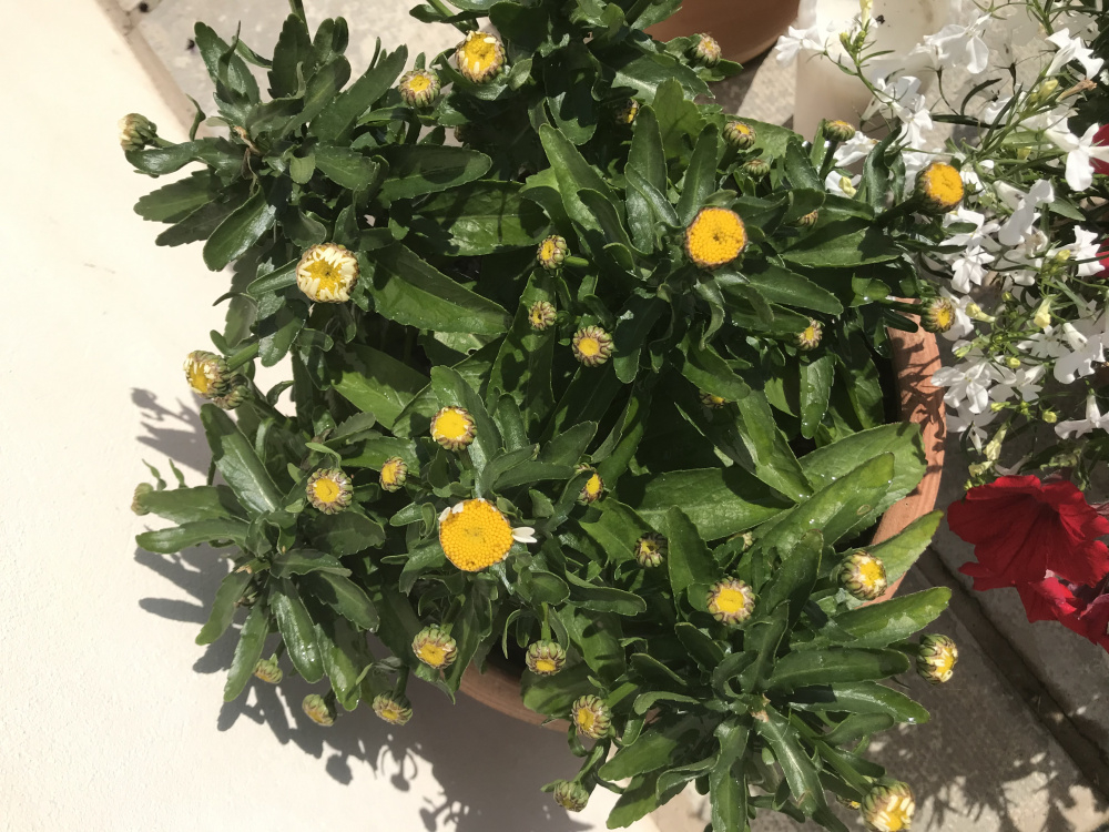 Shasta daisy flowers have little or no petals — BBC Gardeners' World