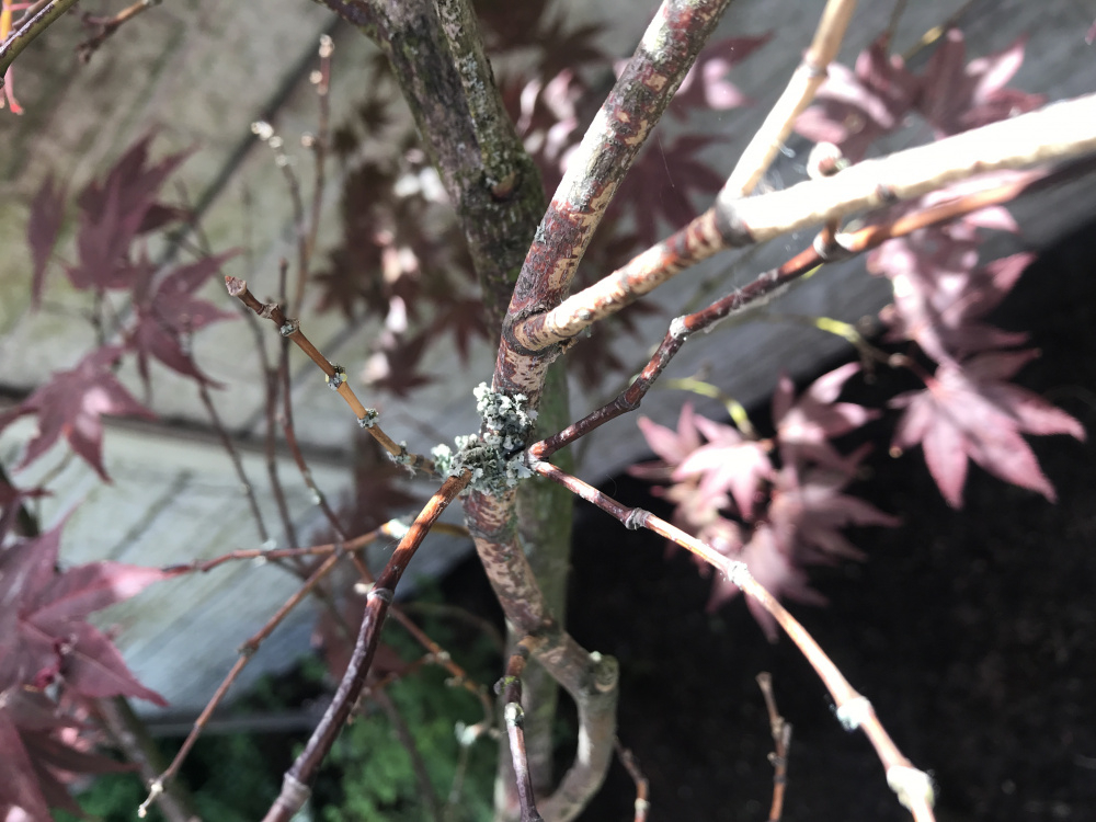 Acer dying? Bug issue? HELP! — BBC Gardeners' World Magazine