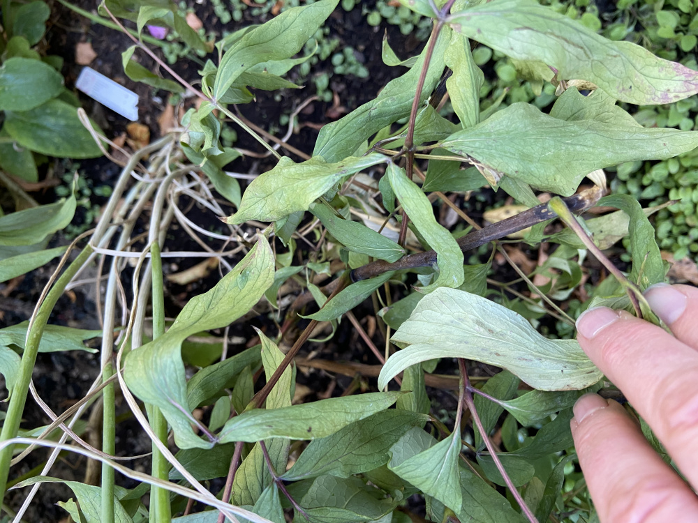 Has the tree peony died? — BBC Gardeners' World Magazine