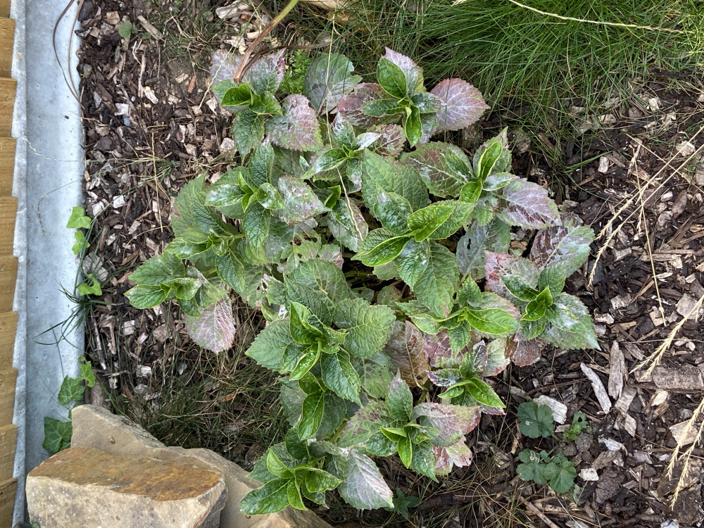 Hydrangea powdery mildew — BBC Gardeners' World Magazine