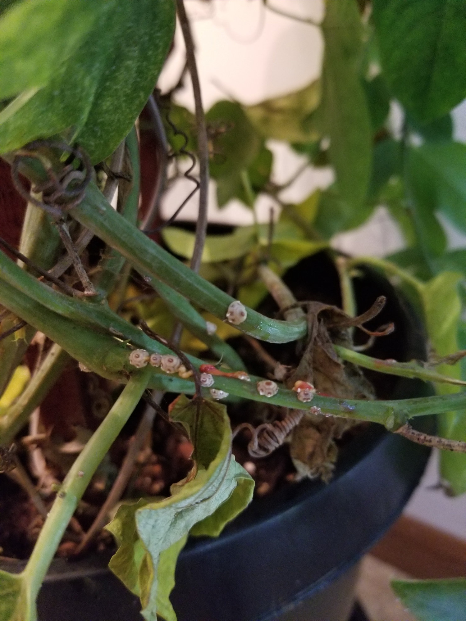 Weird things on my passion flower vine — BBC Gardeners' World Magazine