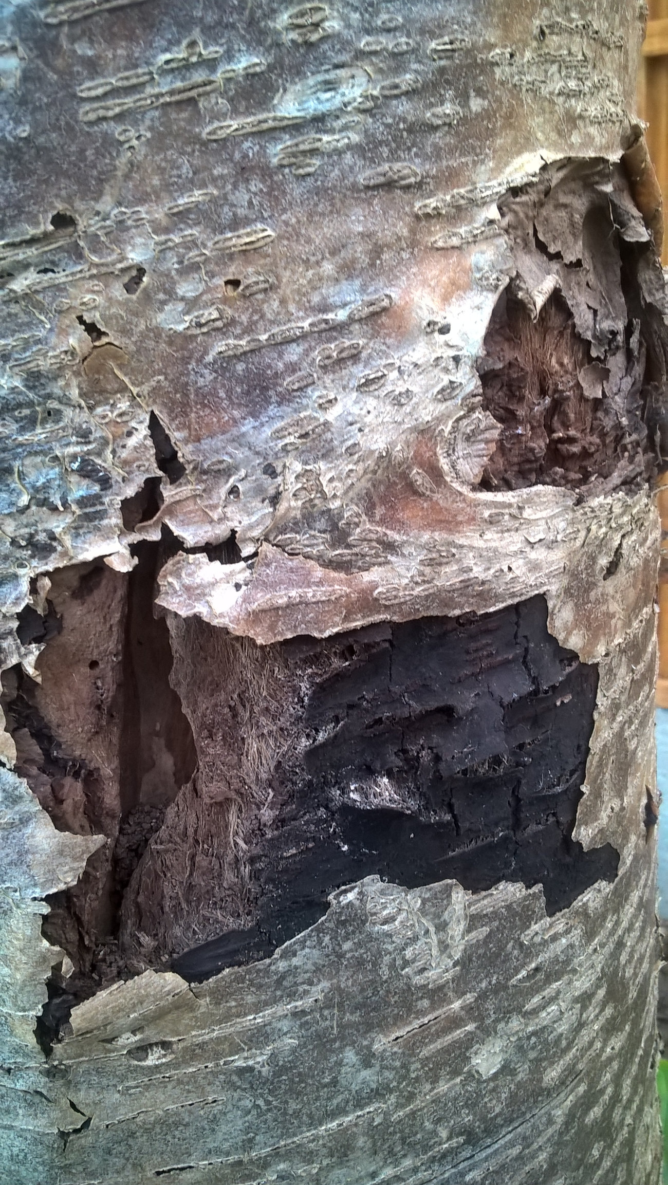 My Rowan Tree is Rotting Down One Side What to Do? — BBC Gardeners