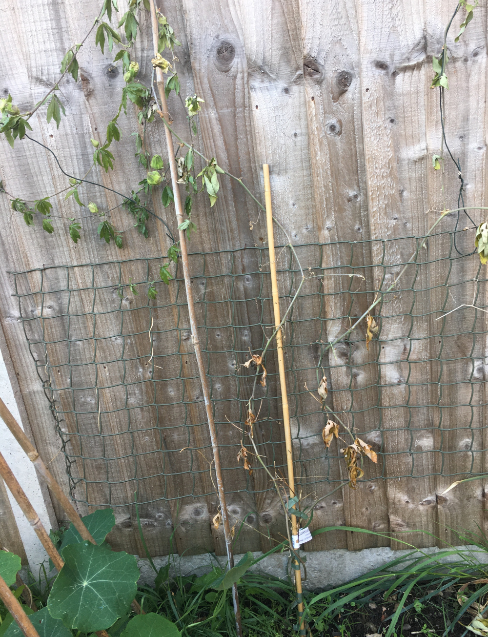 dying passion flower — BBC Gardeners' World Magazine