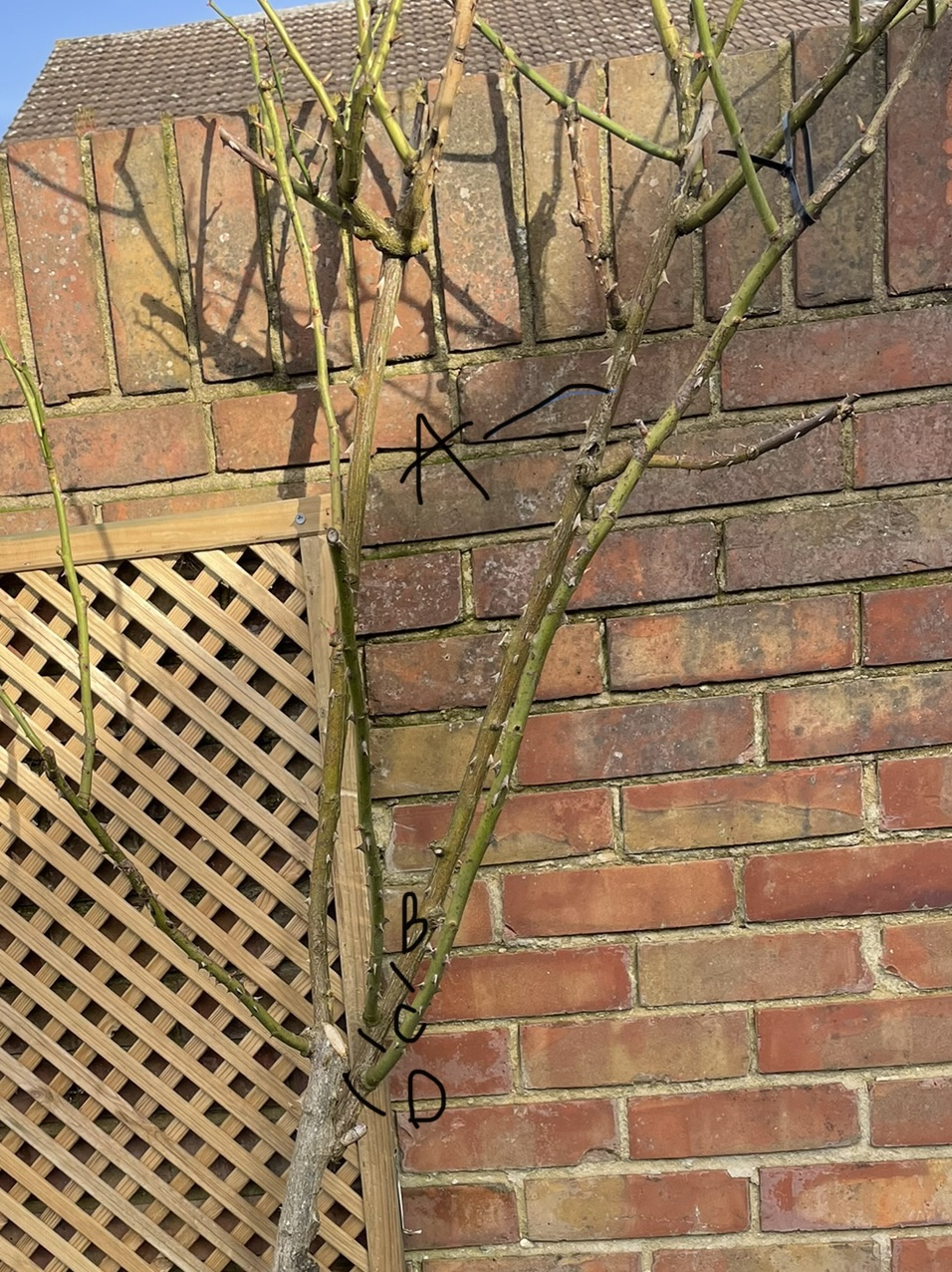 Pruning a neglected climbing rose — BBC Gardeners' World Magazine