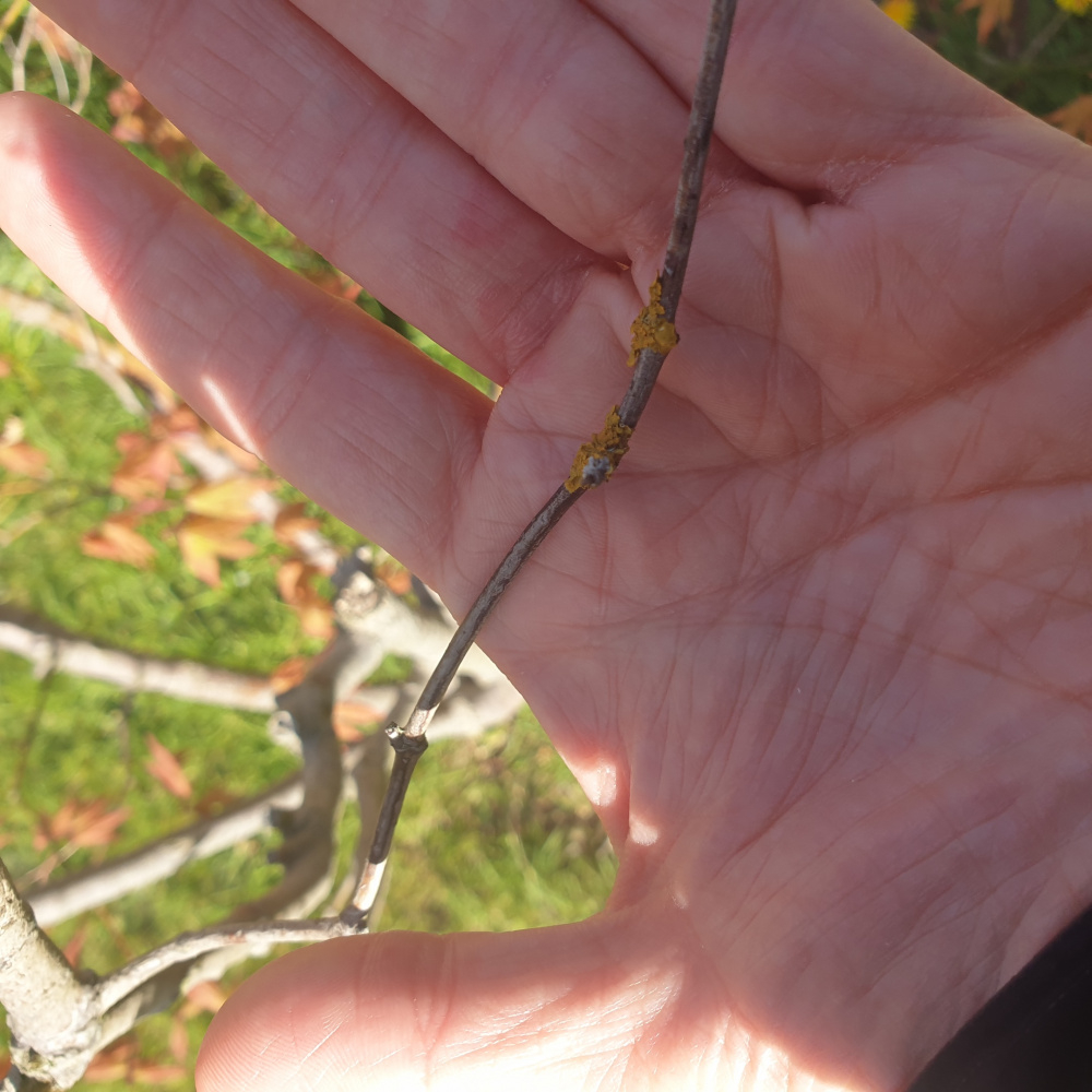 Ornamental Acer Branches dying — BBC Gardeners' World Magazine