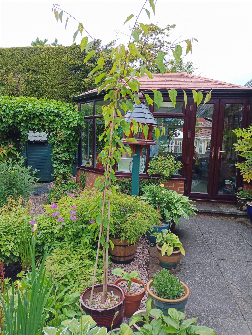 Pruning Stella patio cherry tree — BBC Gardeners' World Magazine