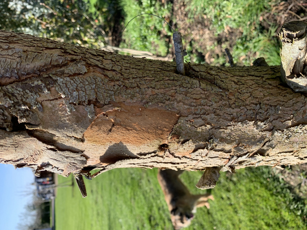 Eucalyptus Trees dying — BBC Gardeners' World Magazine