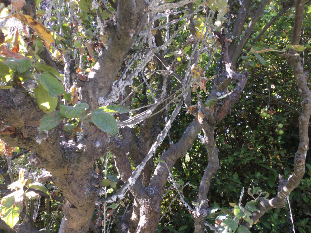 Apple tree white fungus desease — BBC Gardeners' World Magazine