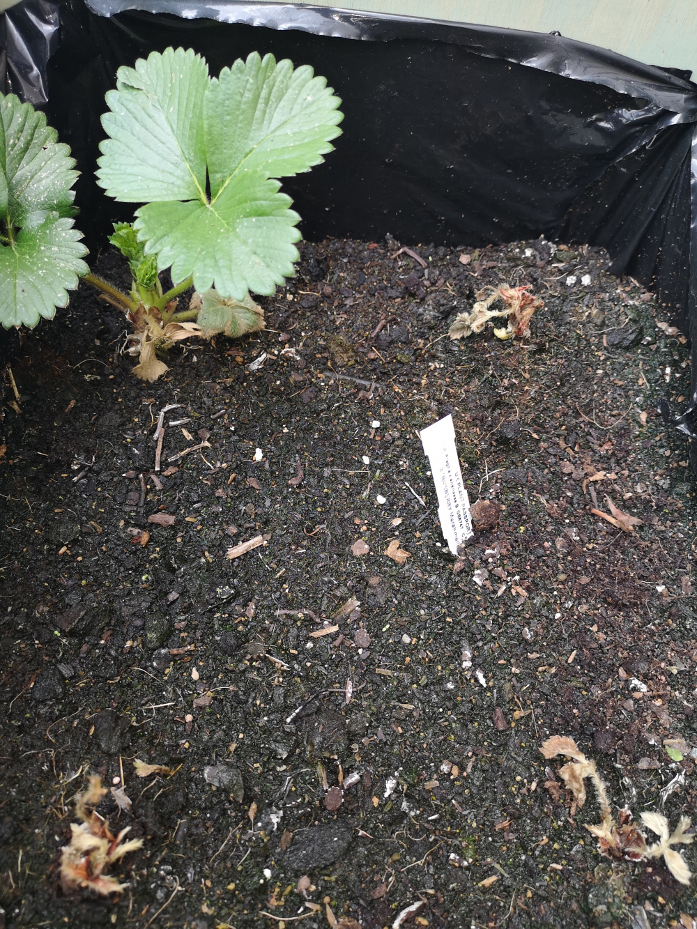 Dead strawberry plants? — BBC Gardeners' World Magazine