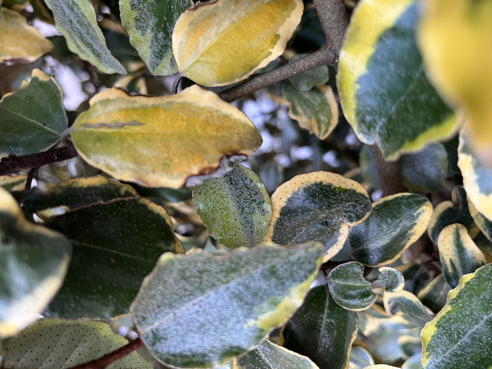 Elaeagnus yellow falling leaves — BBC Gardeners' World Magazine
