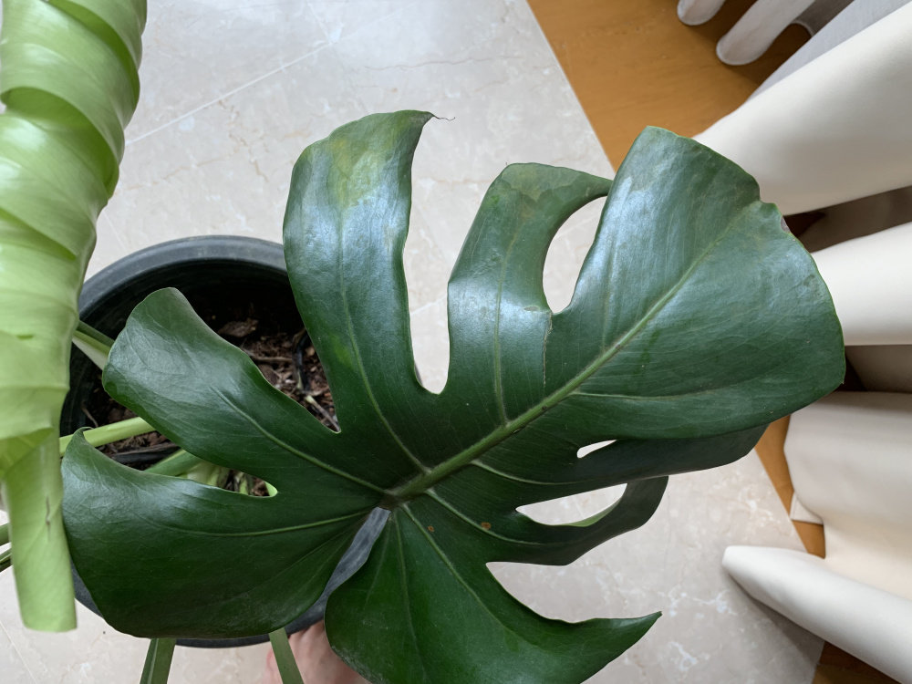 Monstera Leaves Turning Yellow Bbc Gardeners World Magazine