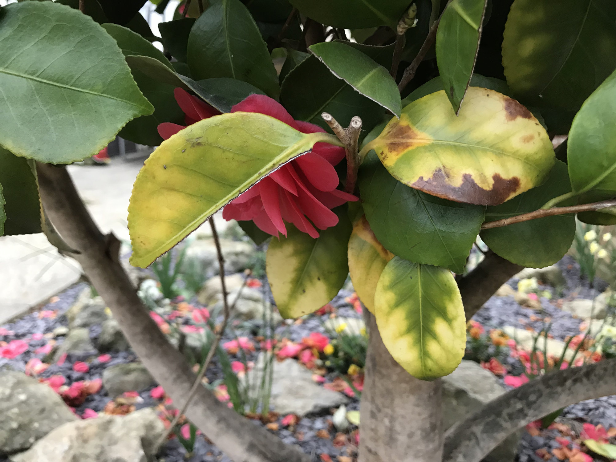 Problem with my Camellia — BBC Gardeners' World Magazine