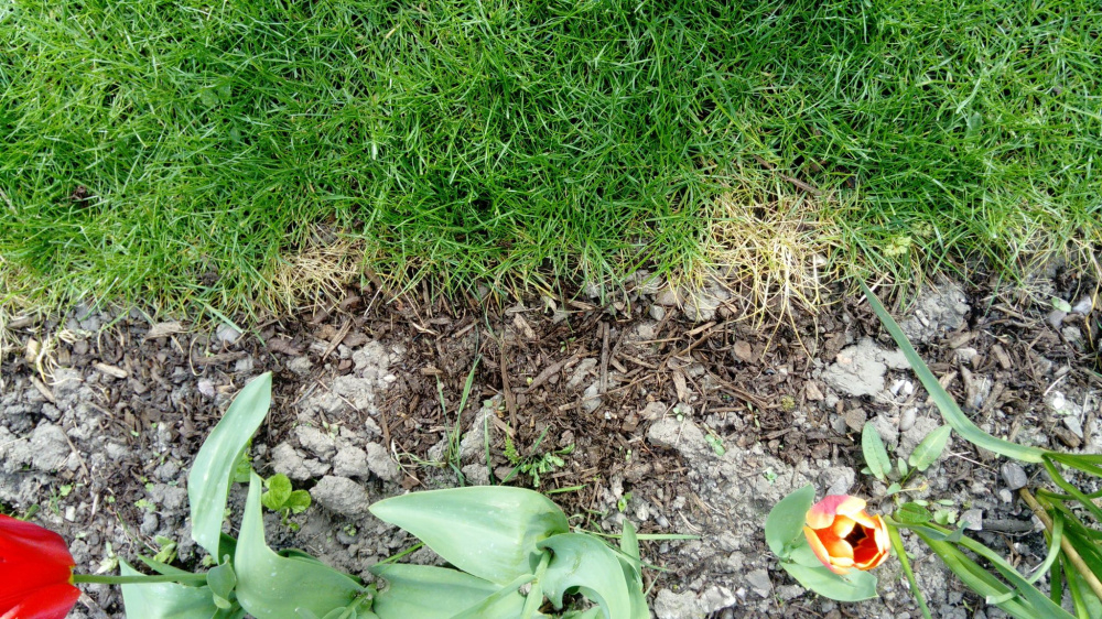 Yellow/dry grass patches have suddenly appeared — BBC Gardeners' World Magazine