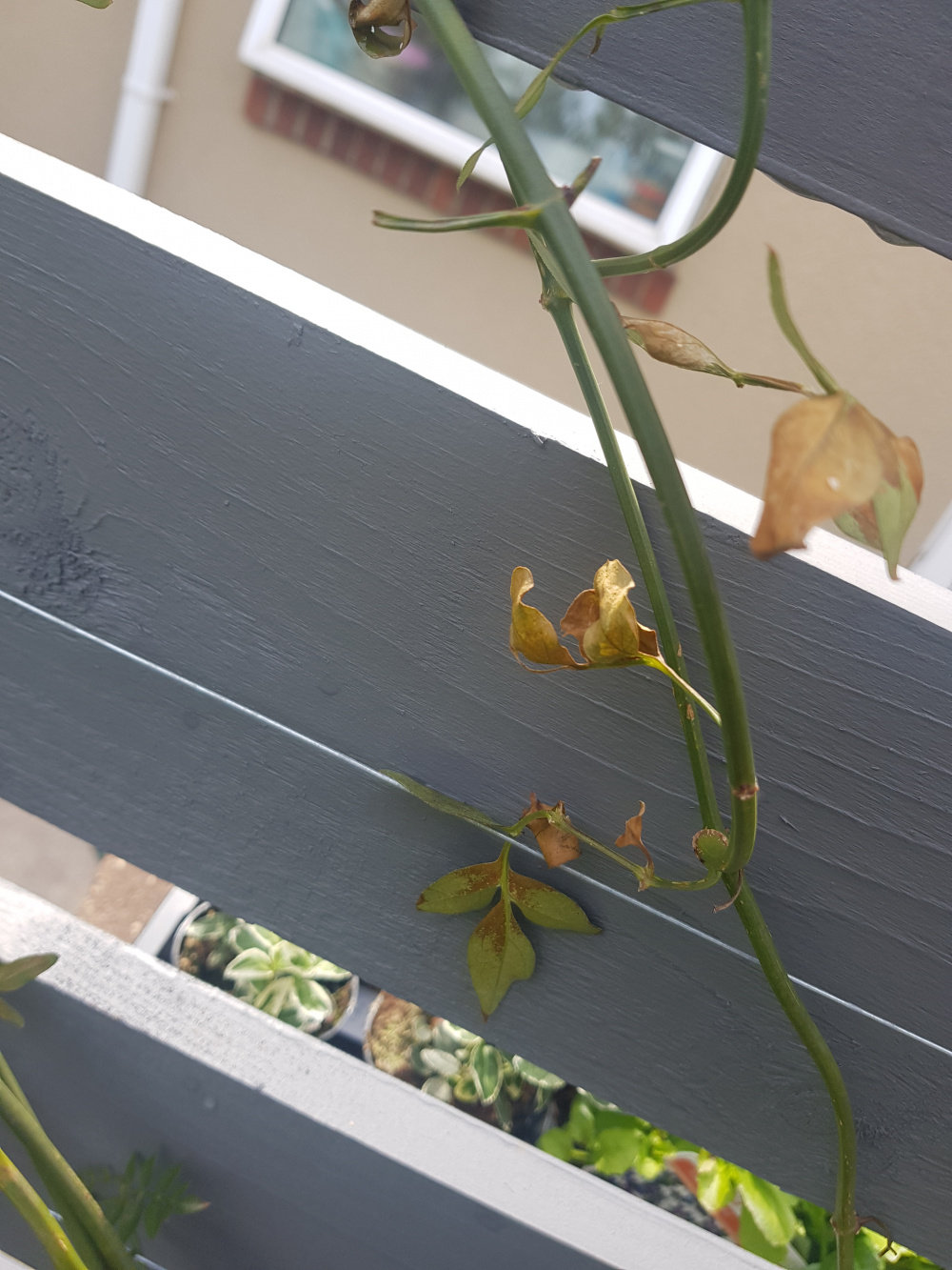 Jasmine Officinale dying? — BBC Gardeners' World Magazine