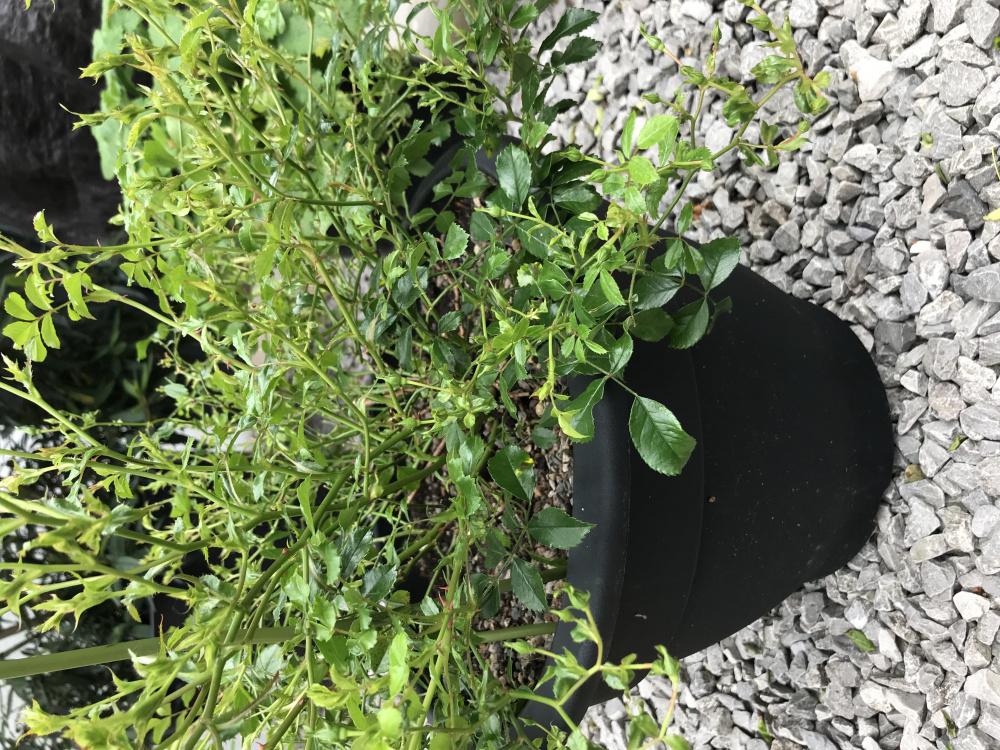 Mini rose buds falling off — BBC Gardeners' World Magazine