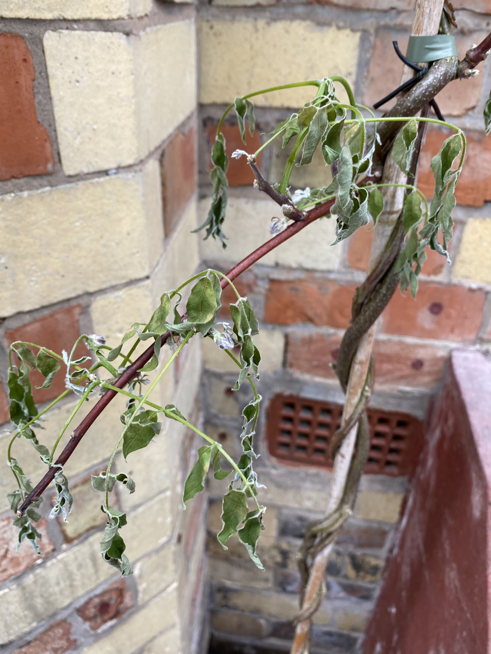 Newly planted Wisteria wilting — BBC Gardeners' World Magazine
