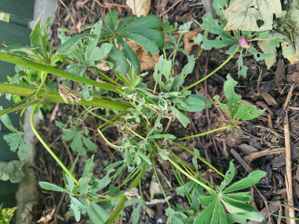 What's eating my plants?! — BBC Gardeners' World Magazine