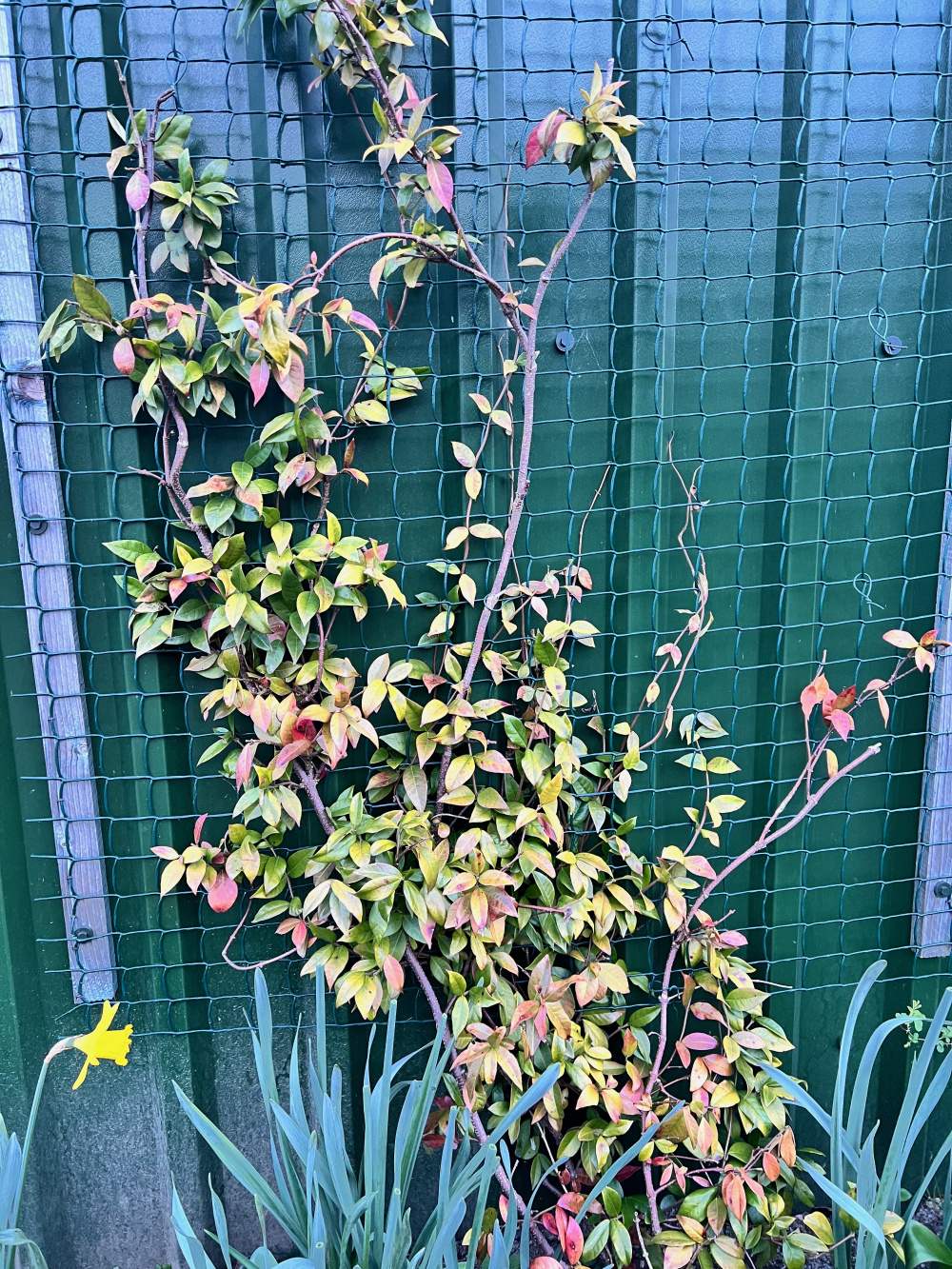 Star Jasmine Trachelospermum jasminoides Leaves turning red and brown