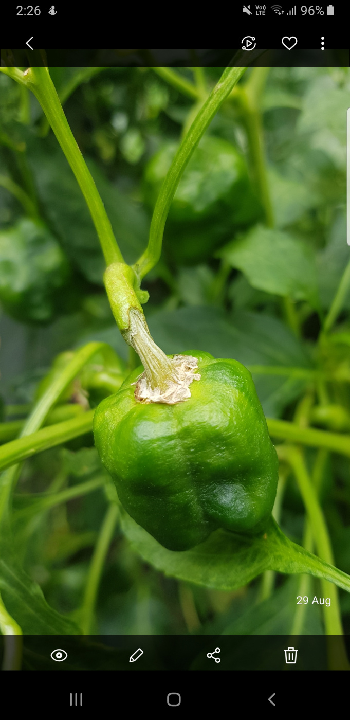 Why are my chillies not ripening — BBC Gardeners' World Magazine