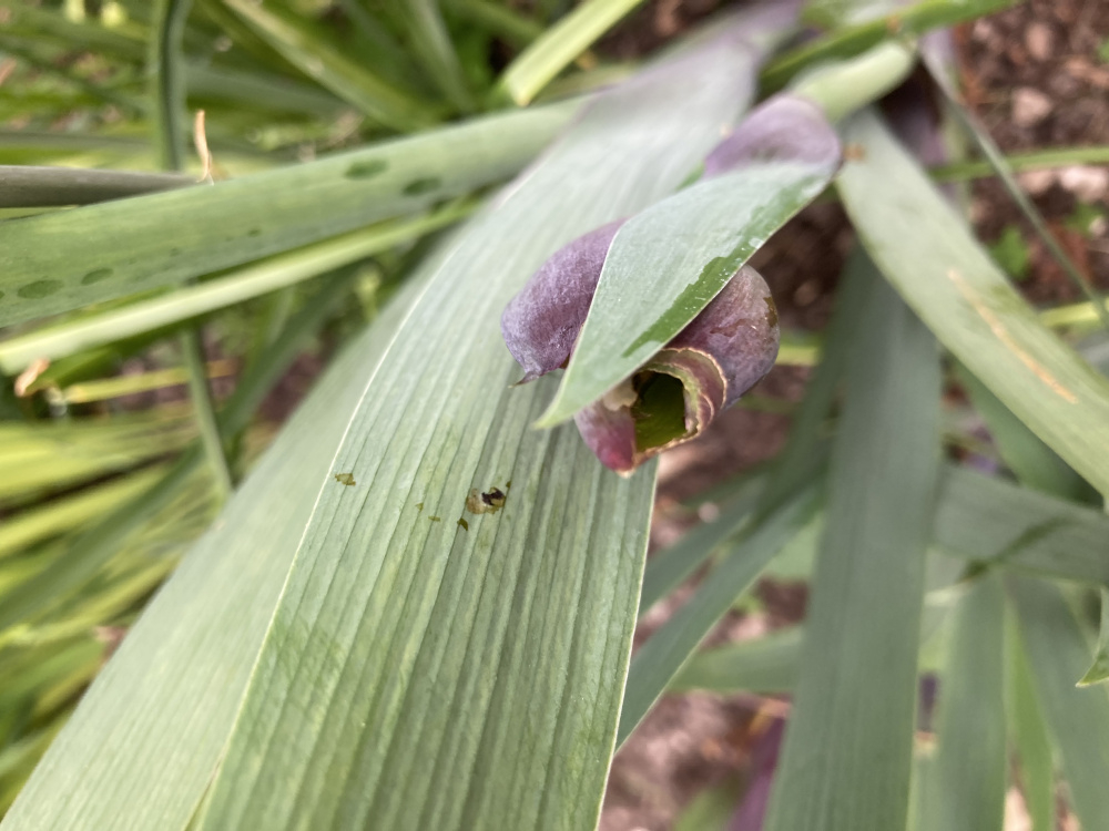 What is eating my Iris buds? — BBC Gardeners' World Magazine