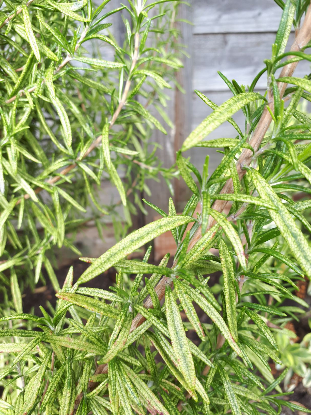 Unhealthylooking rosemary — BBC Gardeners' World Magazine