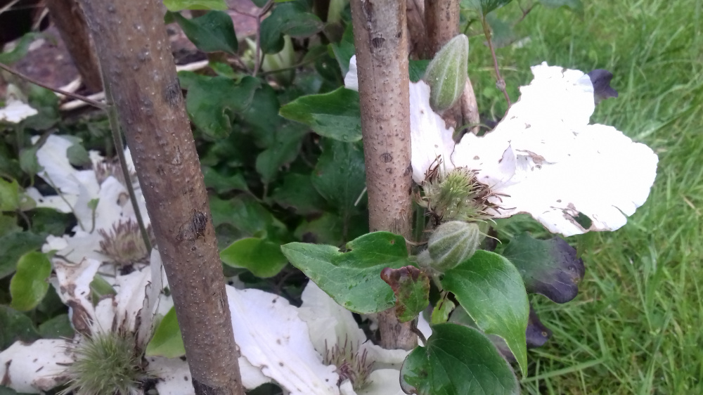 Whats eating the clematis? — BBC Gardeners' World Magazine