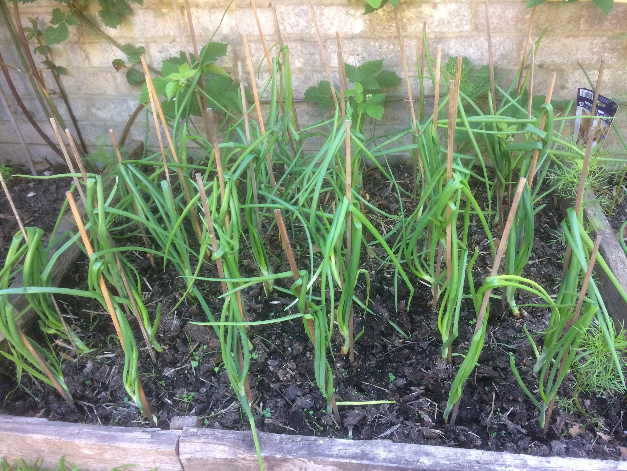 Onion stems falling over — BBC Gardeners' World Magazine