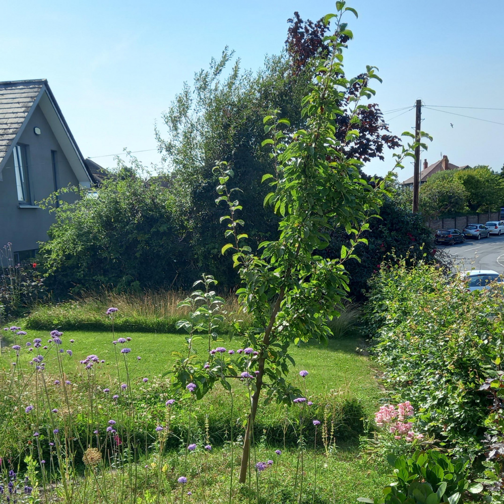 Leaning young crab apple tree — BBC Gardeners' World Magazine