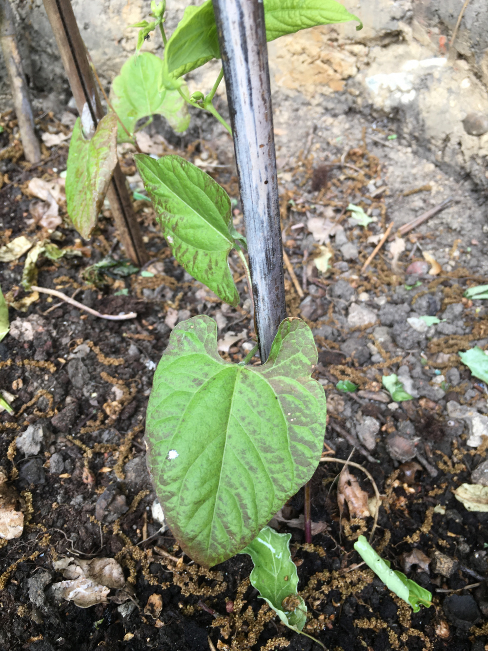 French bean leaves turning brown — BBC Gardeners' World Magazine