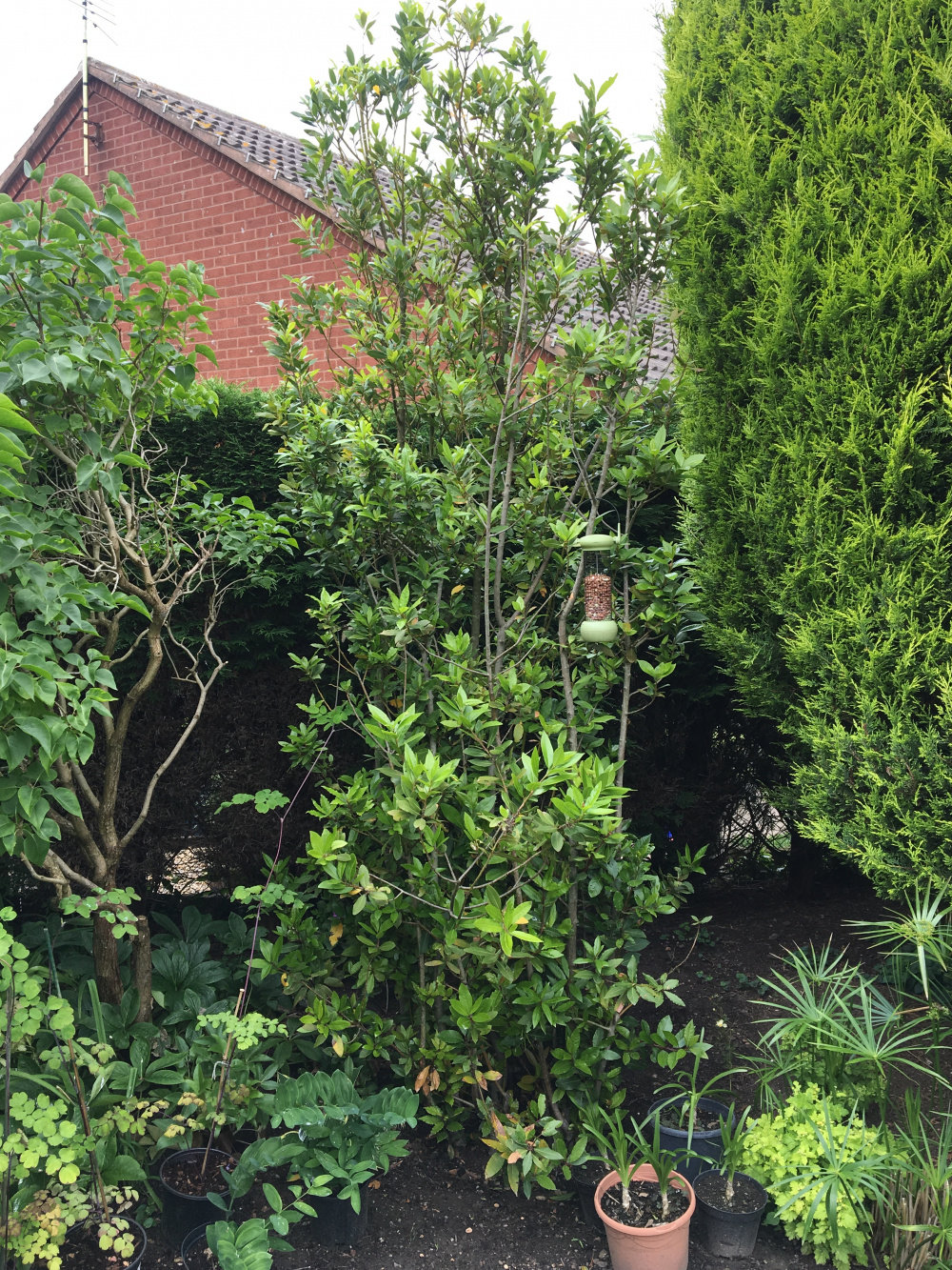 BAY TREE MAKE BUSHIER — BBC Gardeners' World Magazine