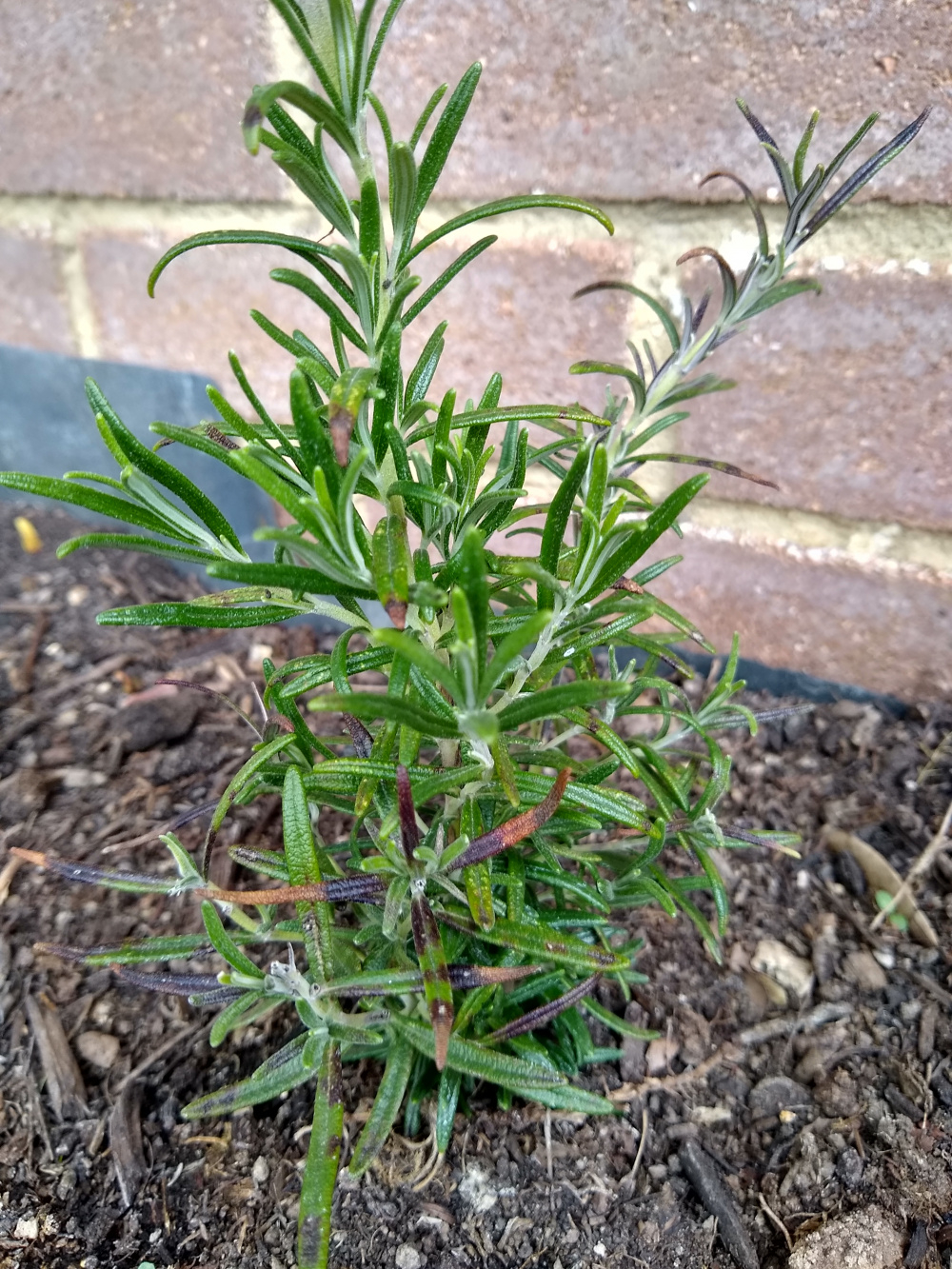 What is only eating my sage? — BBC Gardeners' World Magazine