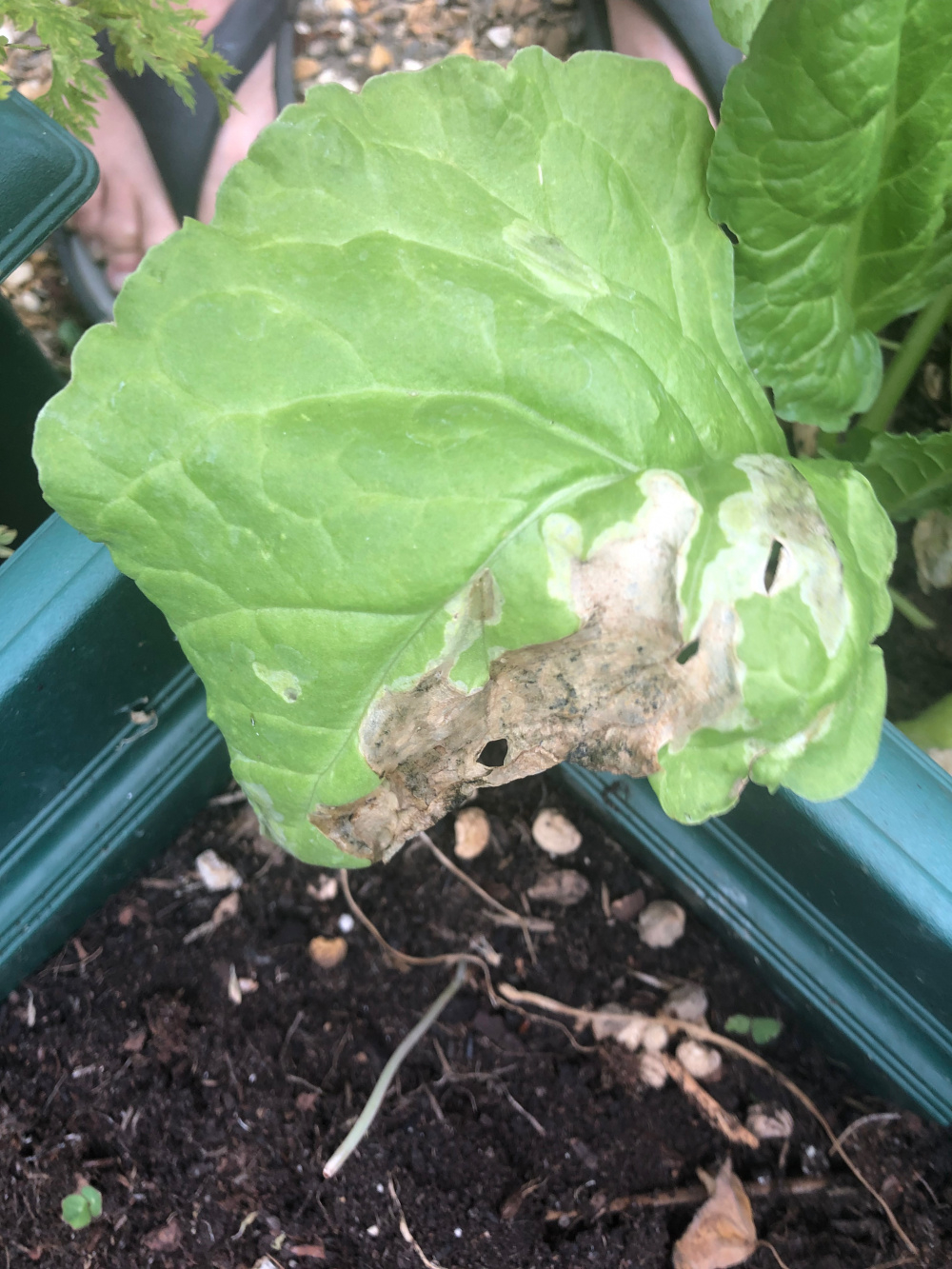 Can Someone Tell Me Whats Going On With My Perpetual Spinach Please 