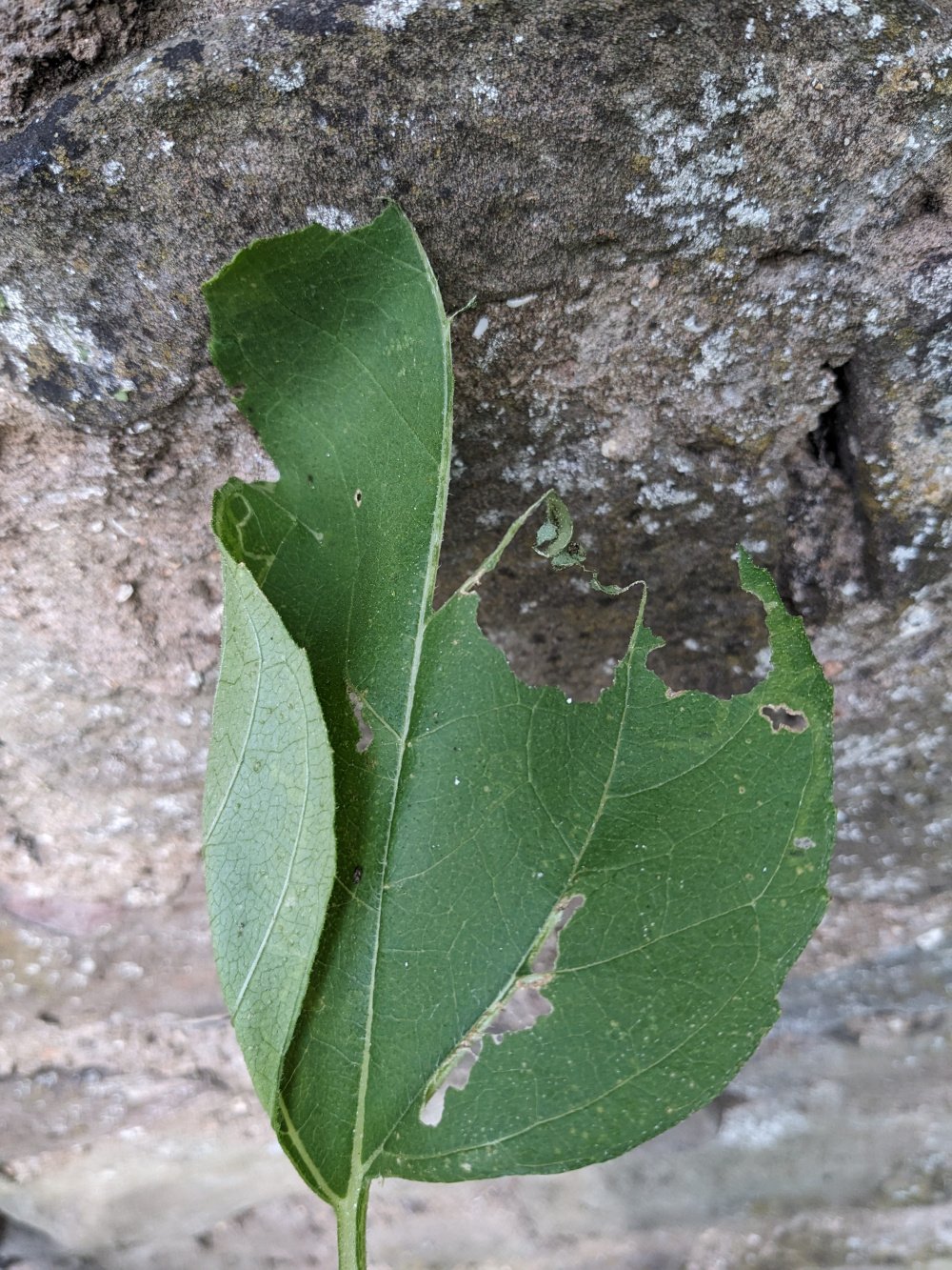 Whats eating my sunflowers?? — BBC Gardeners' World Magazine