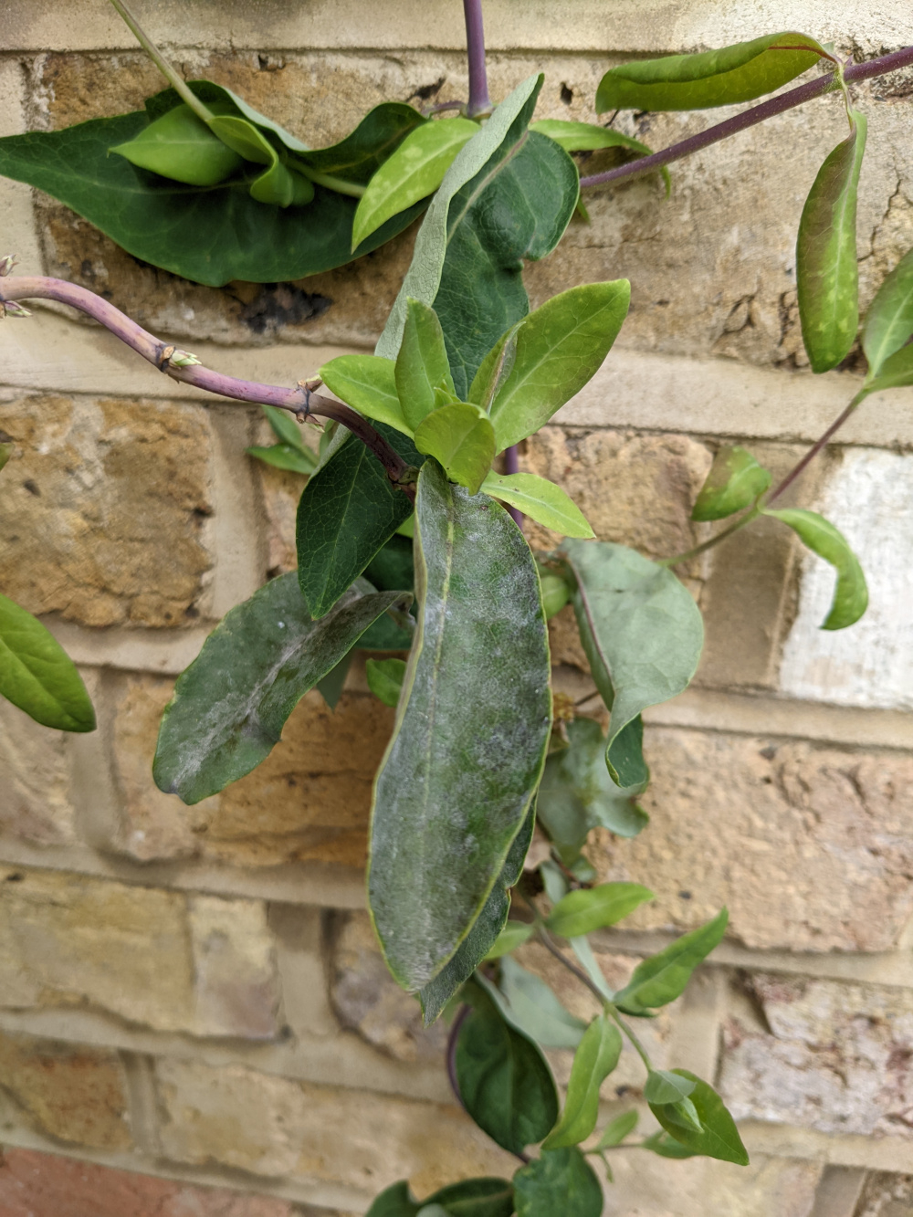Honeysuckle disease? — BBC Gardeners' World Magazine