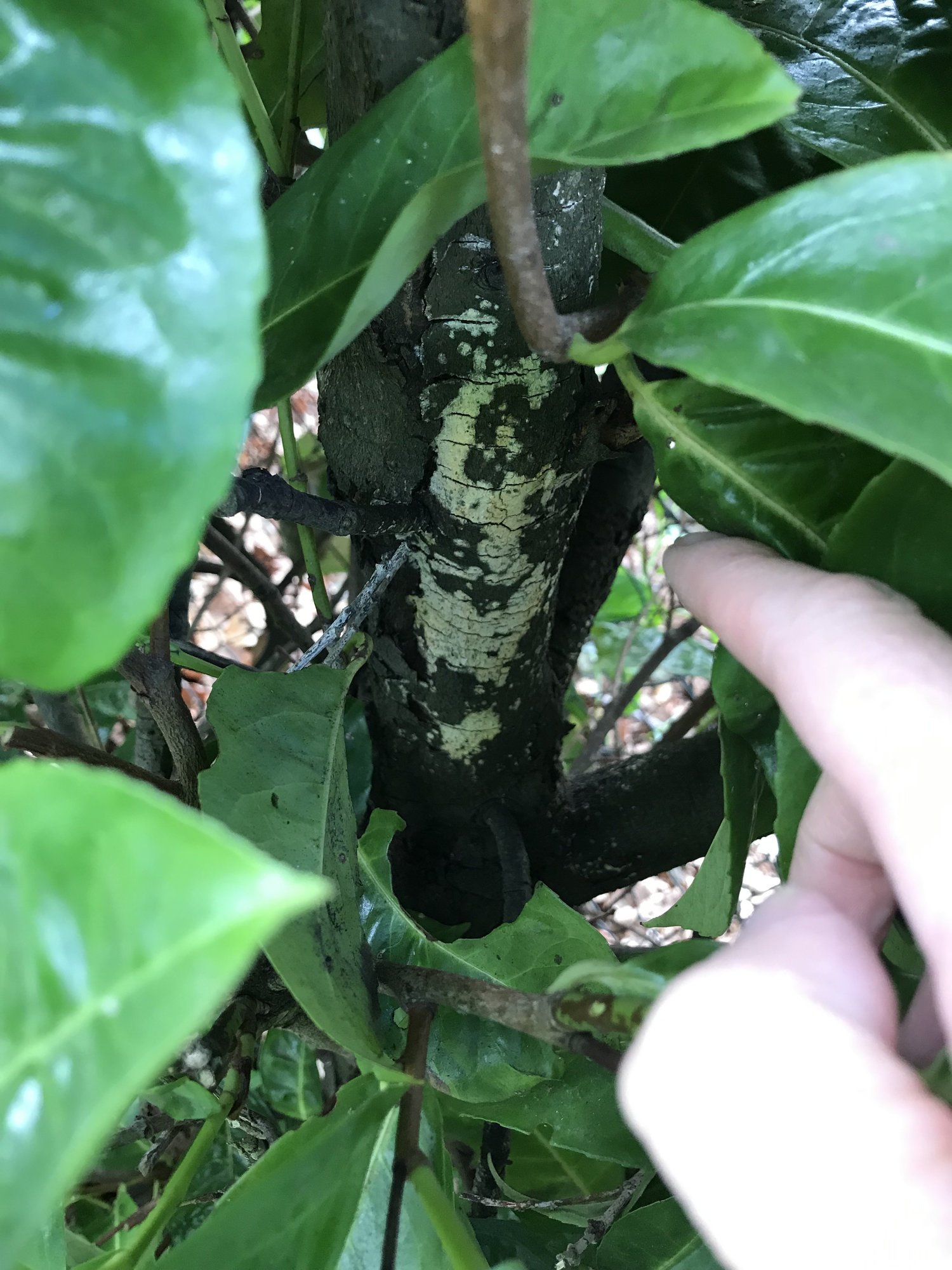 Laurel hedge diseased / dying — BBC Gardeners' World Magazine