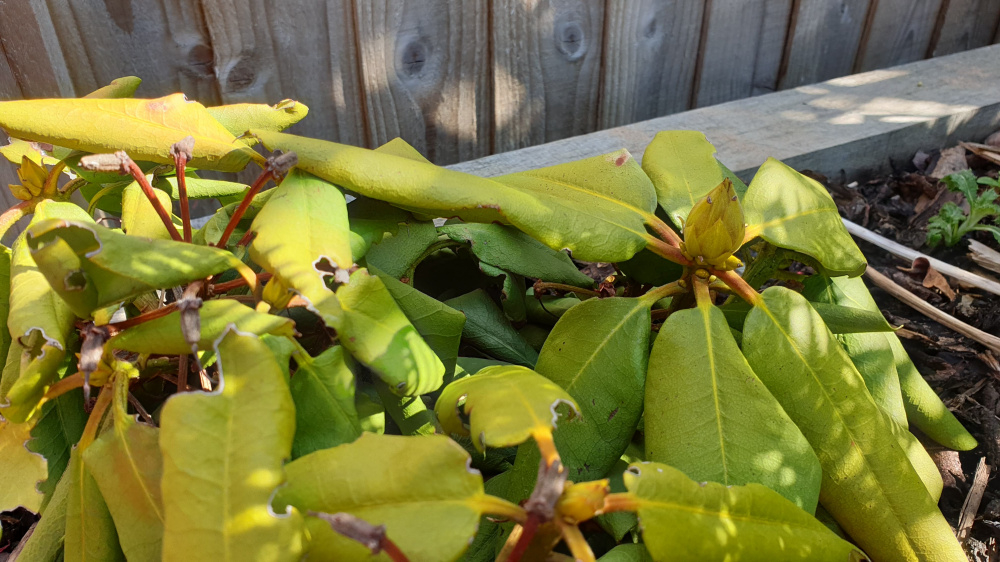 Rhododendron turned yellow — BBC Gardeners' World Magazine