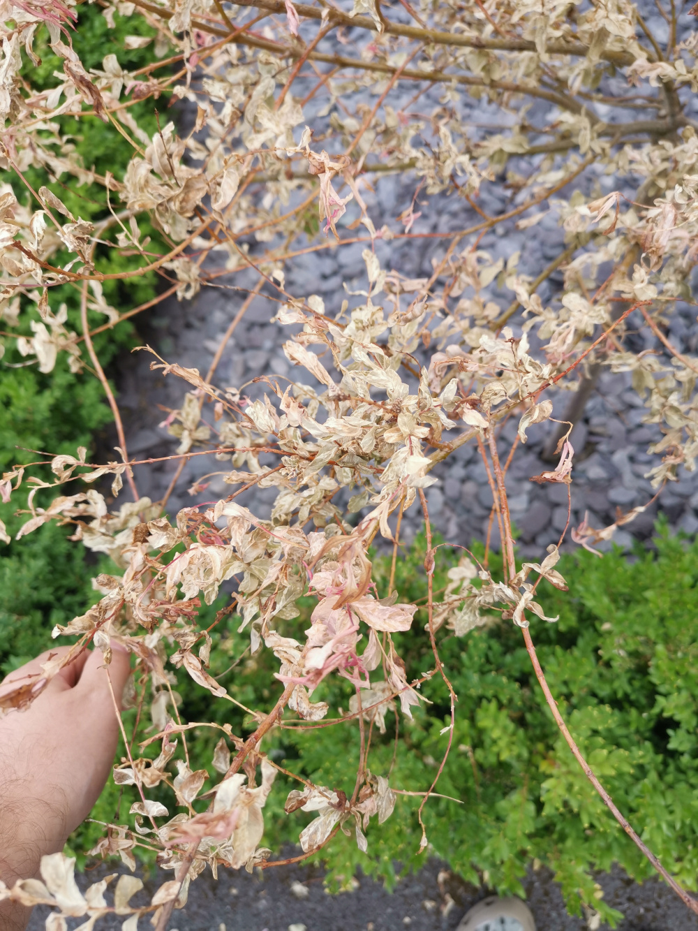 Struggling Salix tree — BBC Gardeners' World Magazine